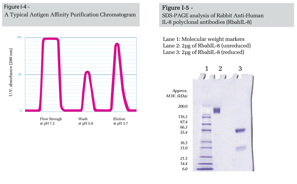Purification Chromatogram and SDS-PAGE gel